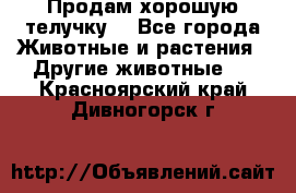 Продам хорошую телучку. - Все города Животные и растения » Другие животные   . Красноярский край,Дивногорск г.